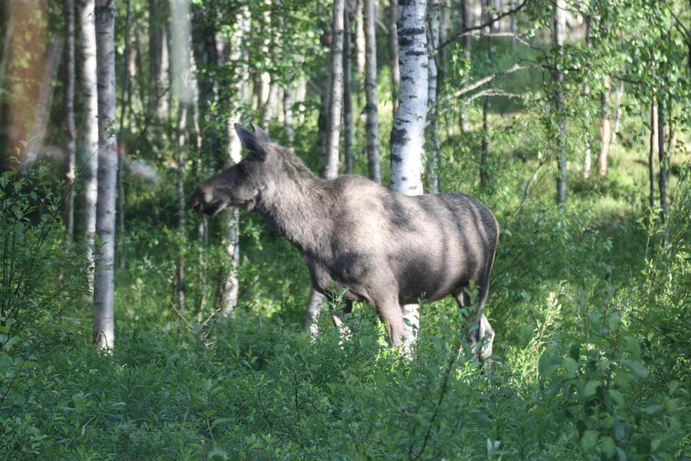 Hirvi